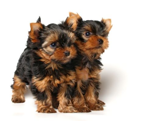 Yorkie-Puppy-content2