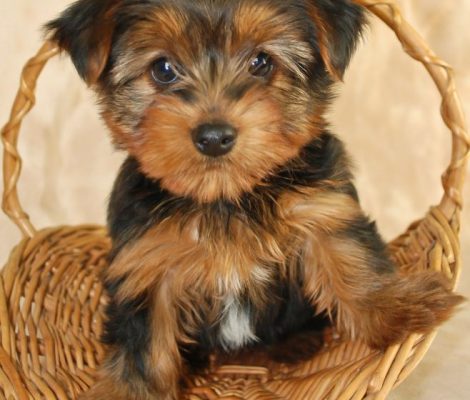 Yorkie-Puppy-content3